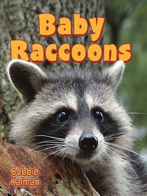 cover image of Baby Raccoons